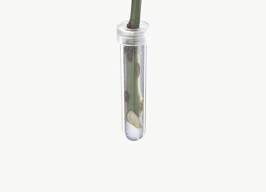 Hydrotube 300
